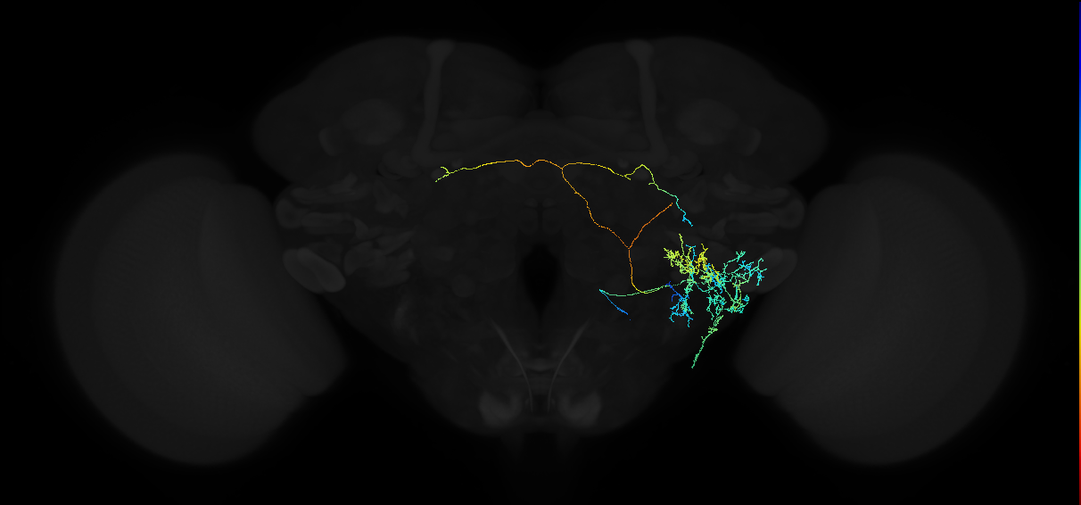 adult anterior ventrolateral protocerebrum neuron 452