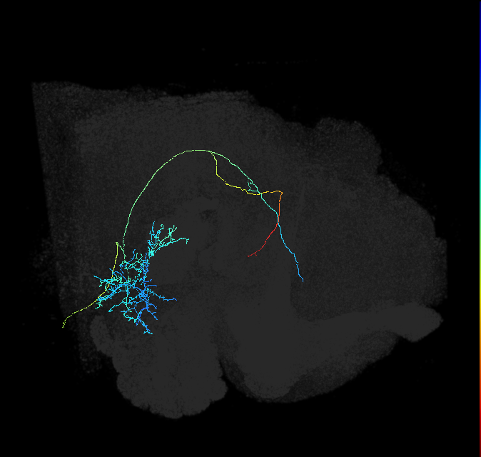 adult anterior ventrolateral protocerebrum neuron 453