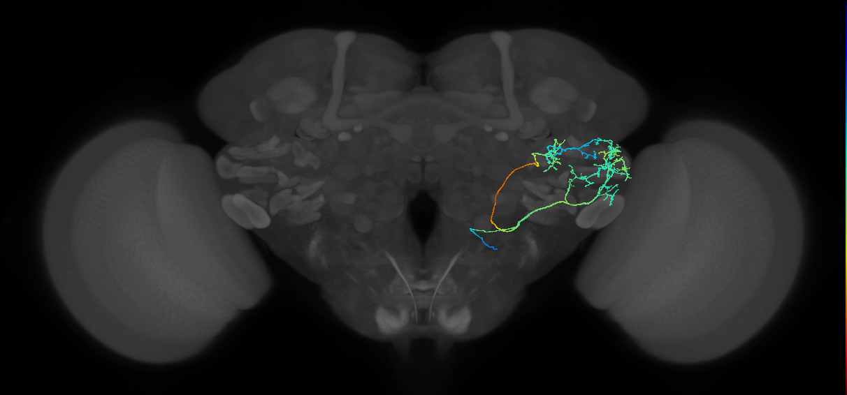 AVLP454_a_R (FlyEM-HB:1416796486)