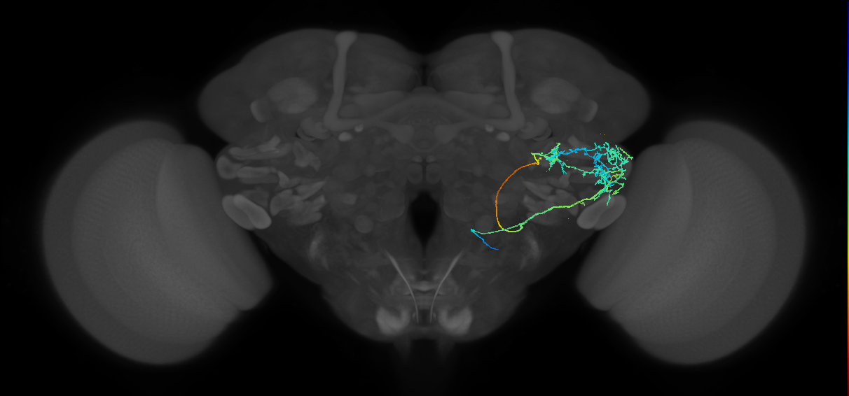 AVLP454_a_R (FlyEM-HB:1133334809)