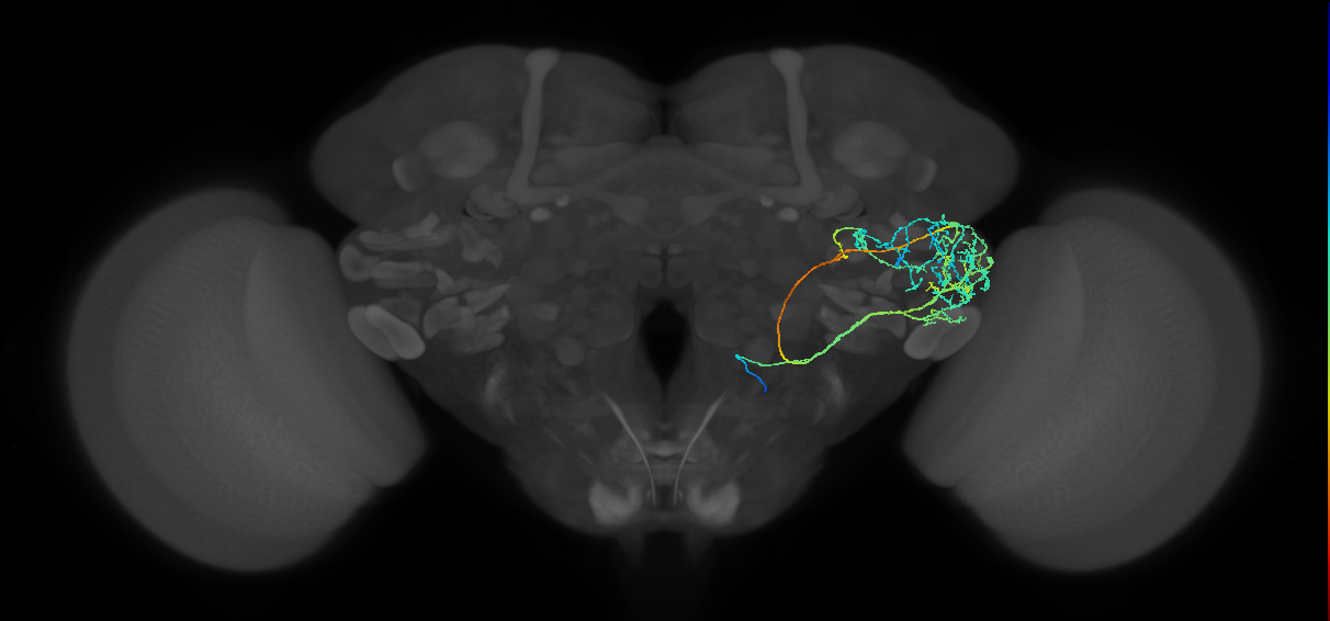 AVLP454_b_R (FlyEM-HB:1349913709)