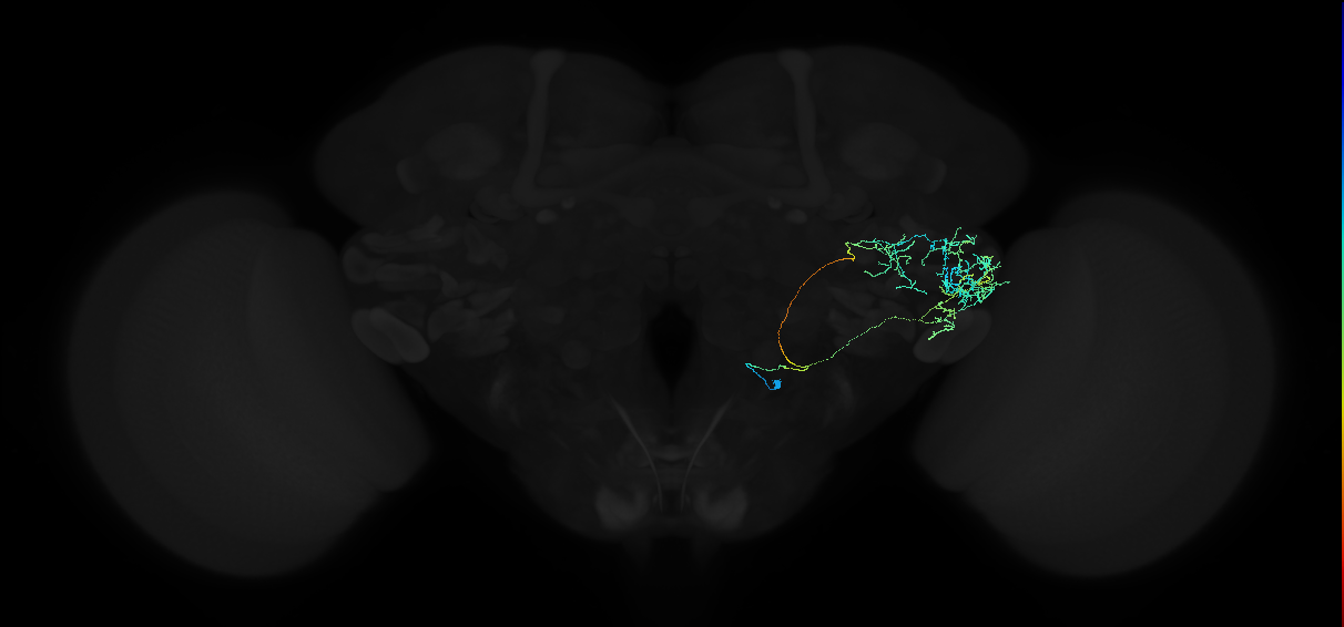 adult anterior ventrolateral protocerebrum neuron 454