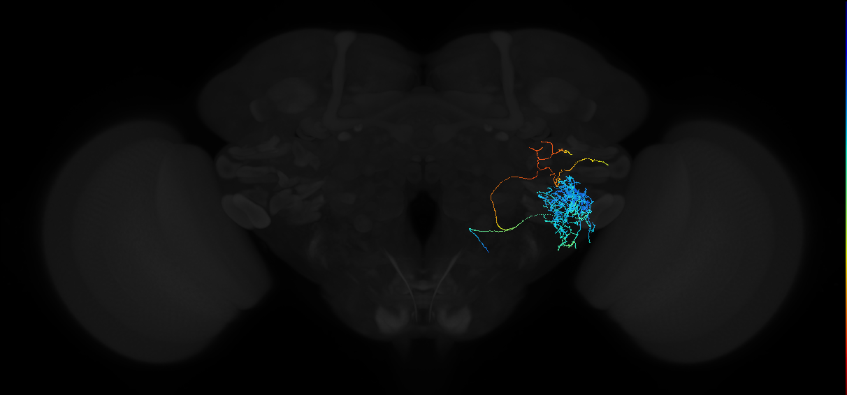 adult anterior ventrolateral protocerebrum neuron 455