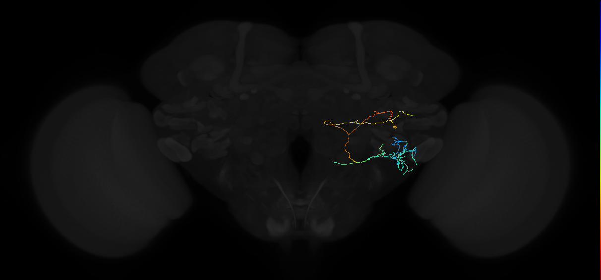 adult anterior ventrolateral protocerebrum neuron 456