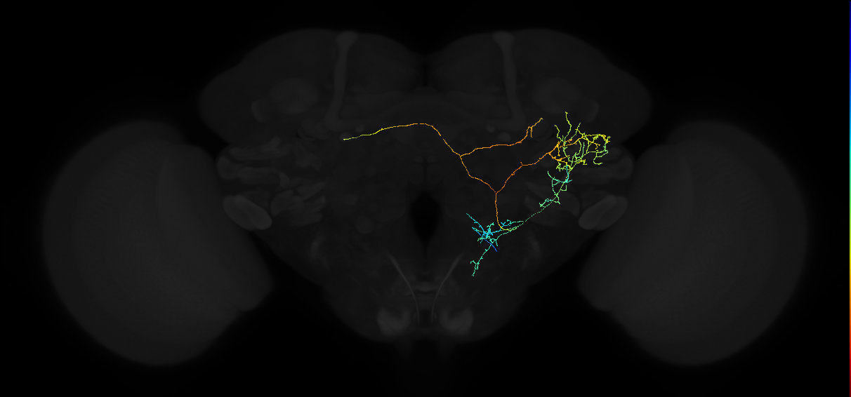 adult anterior ventrolateral protocerebrum neuron 457