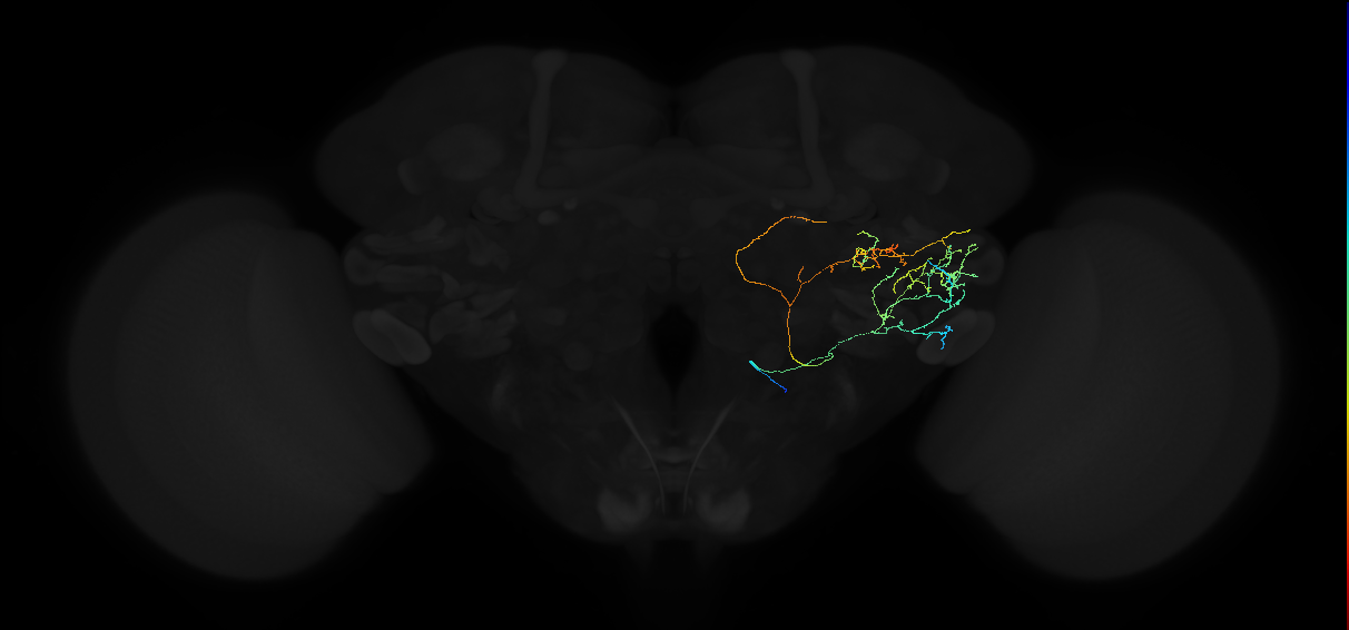 adult anterior ventrolateral protocerebrum neuron 458