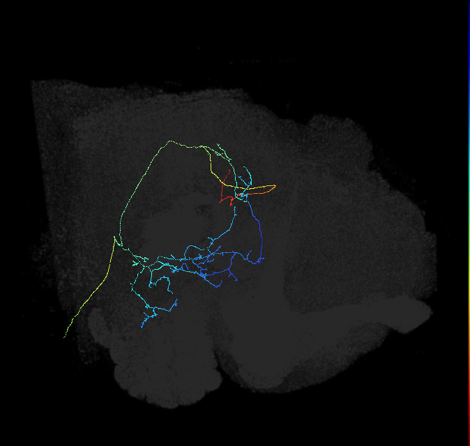 adult anterior ventrolateral protocerebrum neuron 459