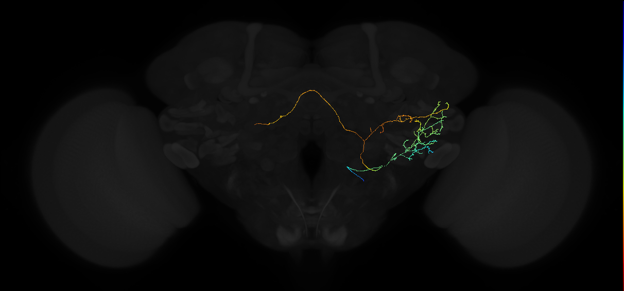 adult anterior ventrolateral protocerebrum neuron 459