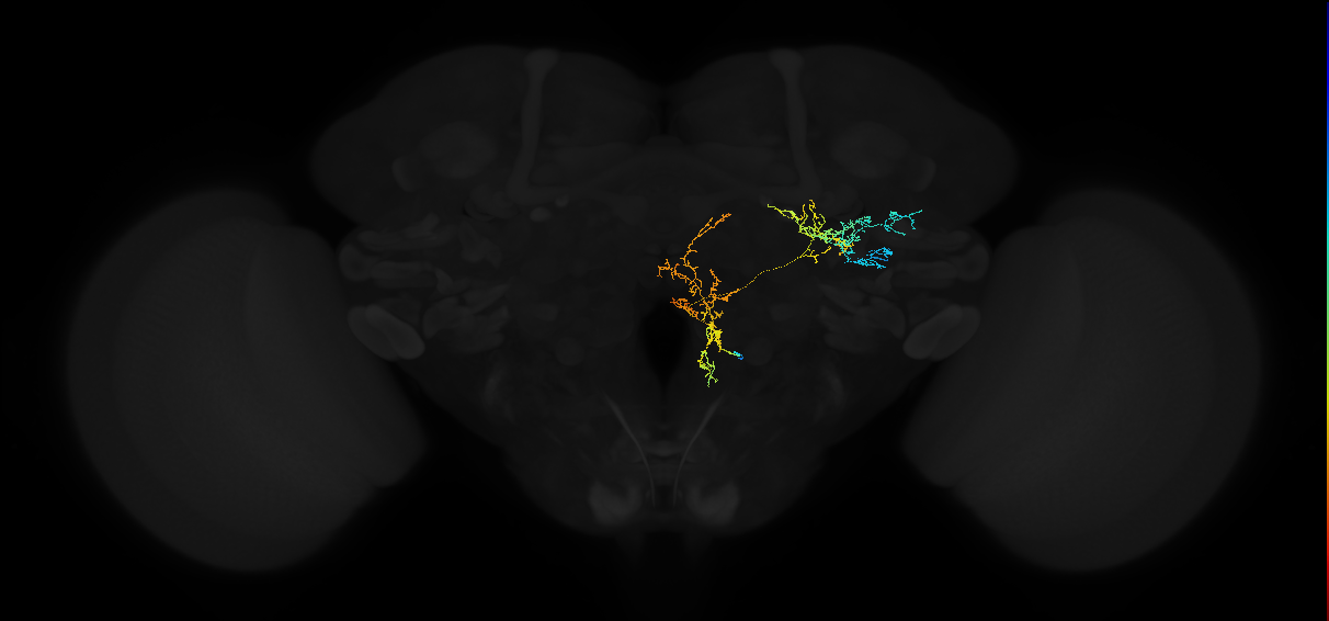adult anterior ventrolateral protocerebrum neuron 460