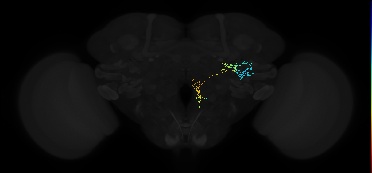 adult anterior ventrolateral protocerebrum neuron 461