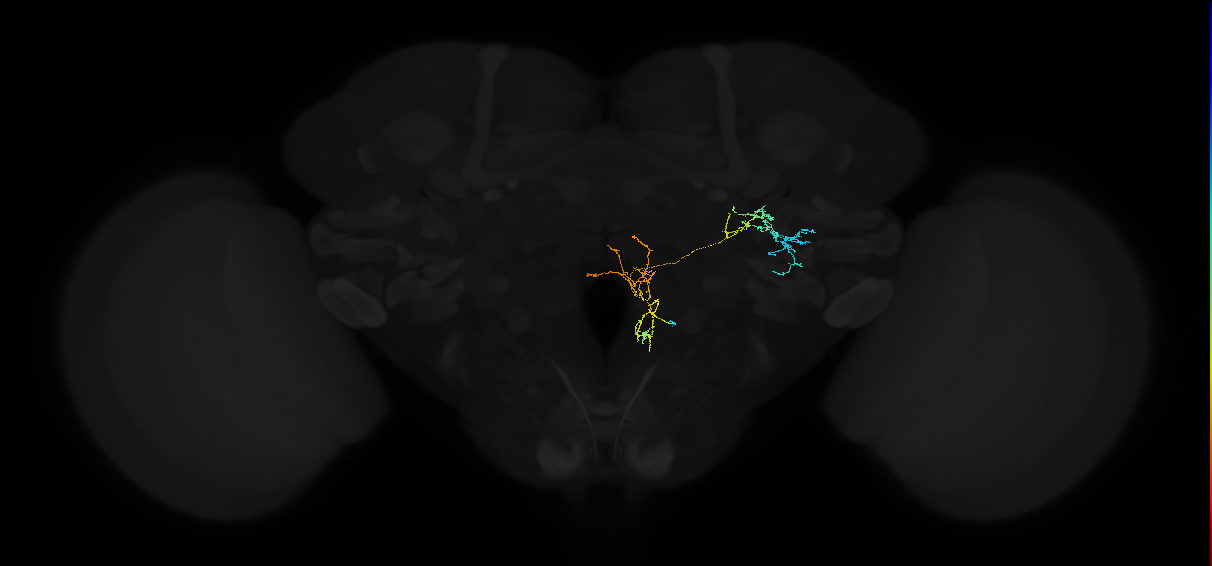 adult anterior ventrolateral protocerebrum neuron 461