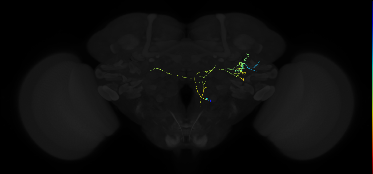 adult anterior ventrolateral protocerebrum neuron 462