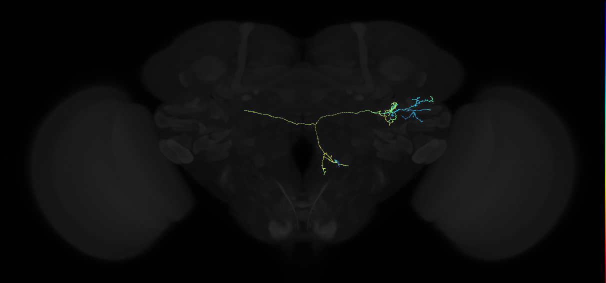 adult anterior ventrolateral protocerebrum neuron 462