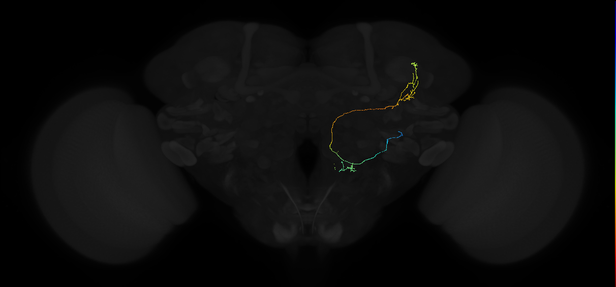 adult anterior ventrolateral protocerebrum neuron 463