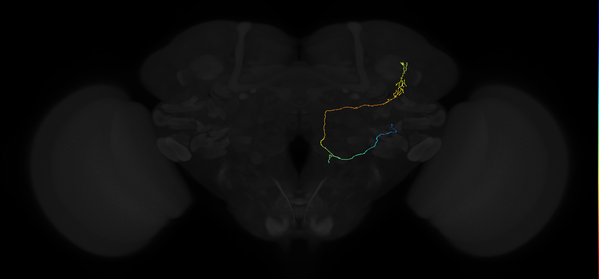 adult anterior ventrolateral protocerebrum neuron 463