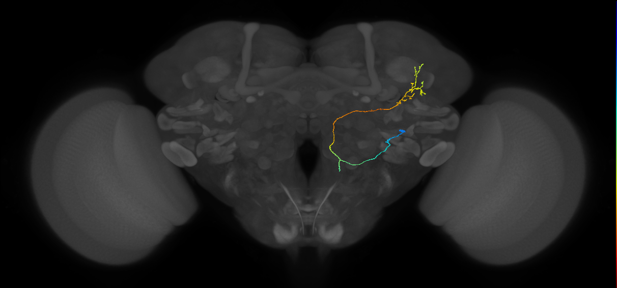 AVLP463_R (FlyEM-HB:888159271)