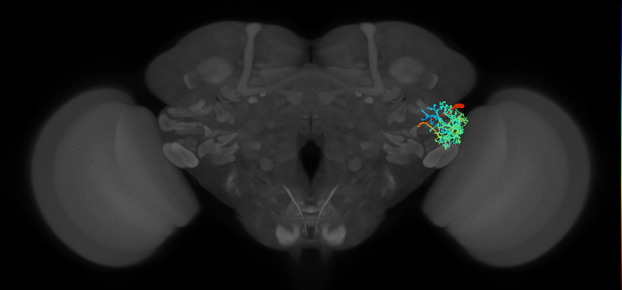 AVLP465_R (FlyEM-HB:1449826776)