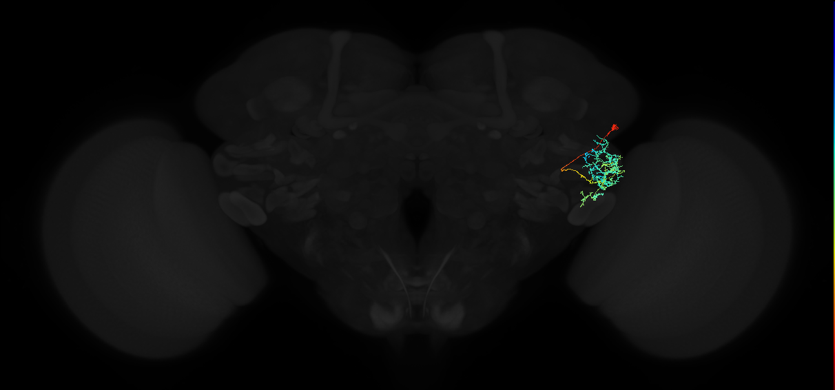 adult anterior ventrolateral protocerebrum neuron 465