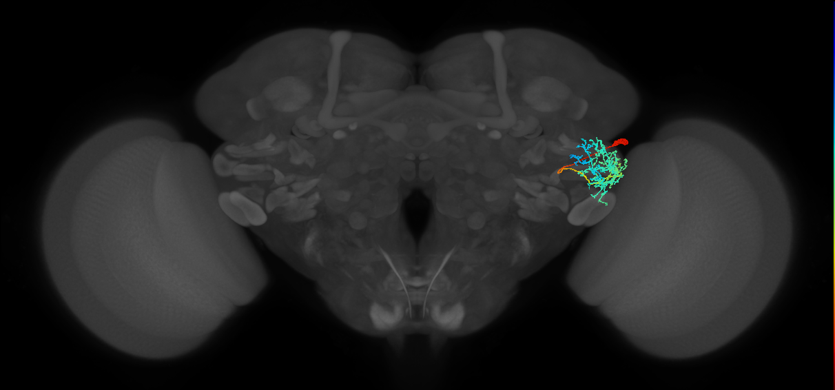 AVLP465_R (FlyEM-HB:1481202316)