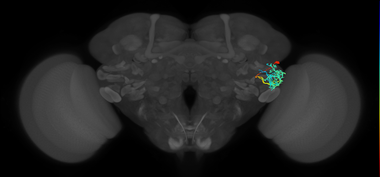 AVLP465_R (FlyEM-HB:1511892508)