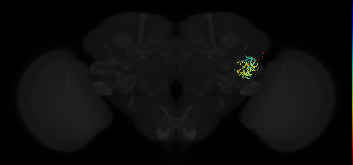 adult anterior ventrolateral protocerebrum neuron 466