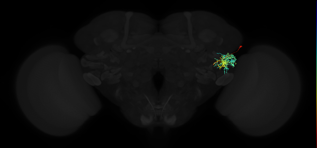 adult anterior ventrolateral protocerebrum neuron 467