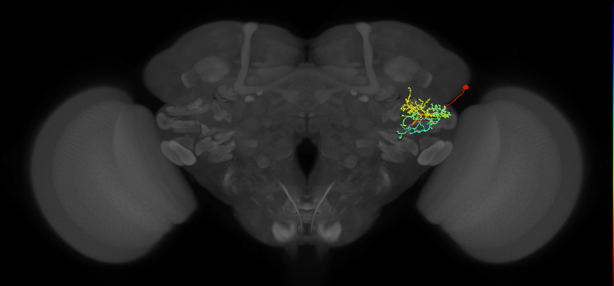 AVLP468_R (FlyEM-HB:1226831477)