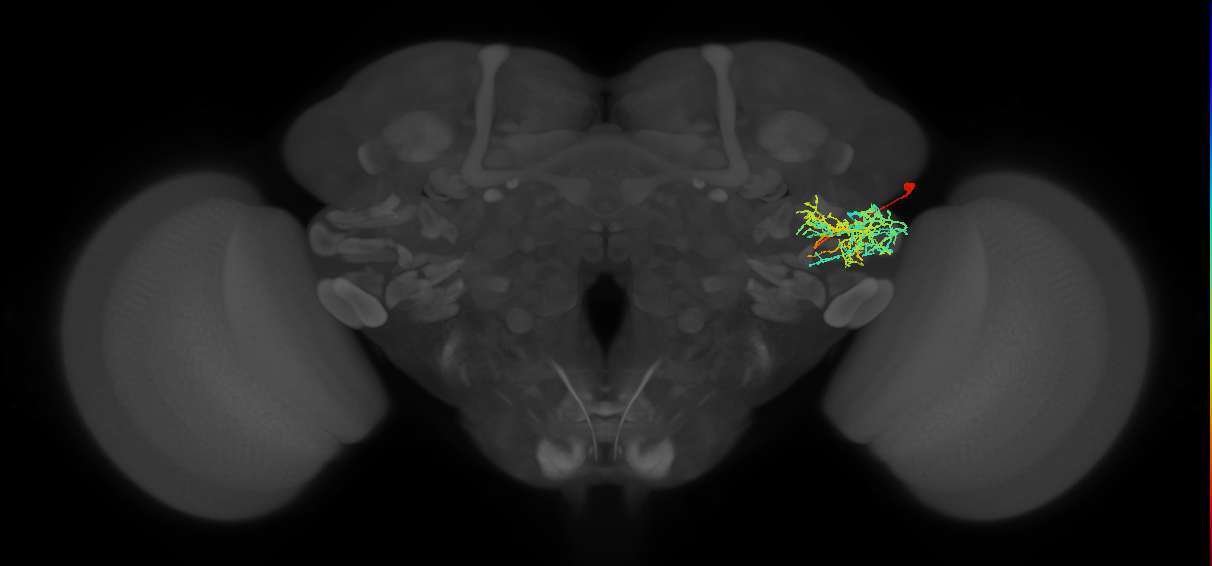 AVLP468_R (FlyEM-HB:1289920105)