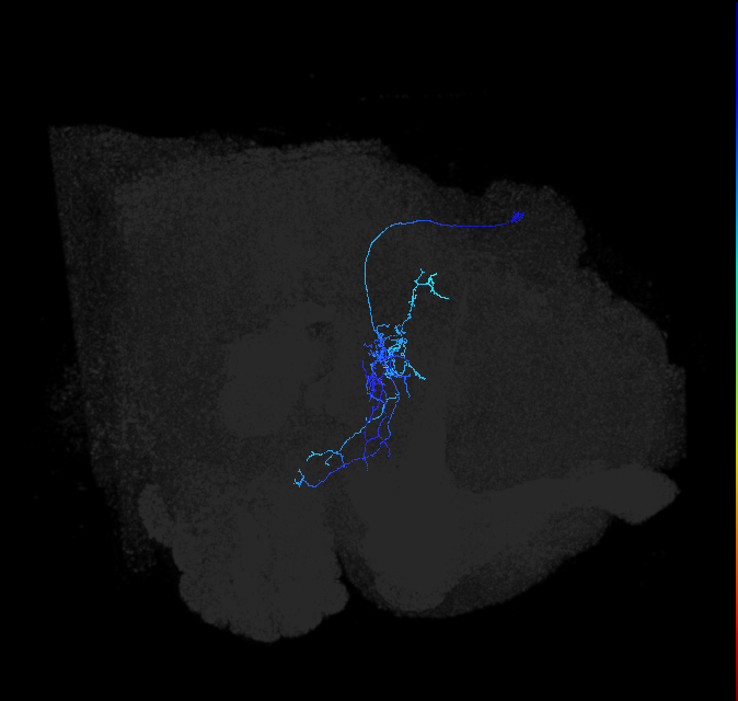 AVLP469_R (FlyEM-HB:1192744779)