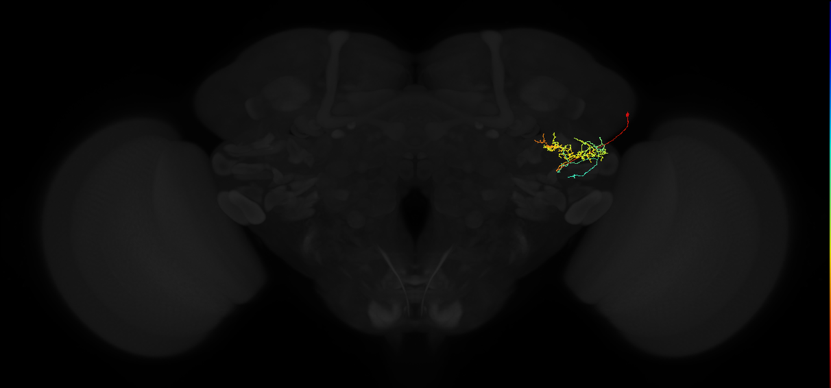 adult anterior ventrolateral protocerebrum neuron 469
