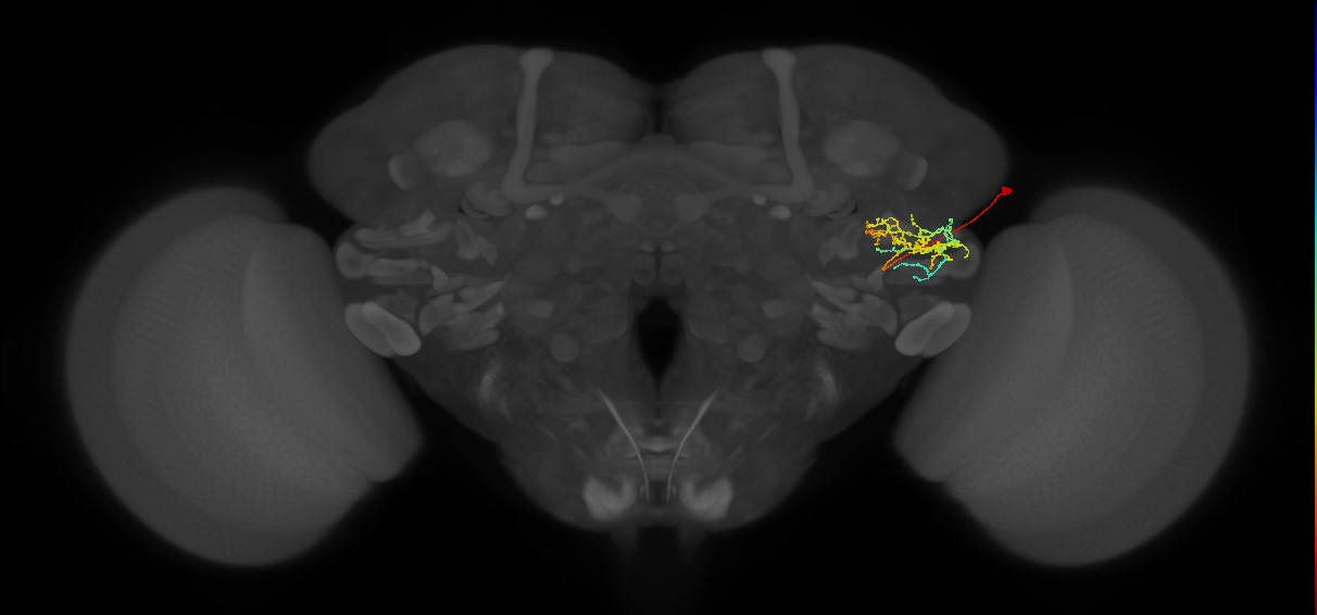 AVLP469_R (FlyEM-HB:5813041360)