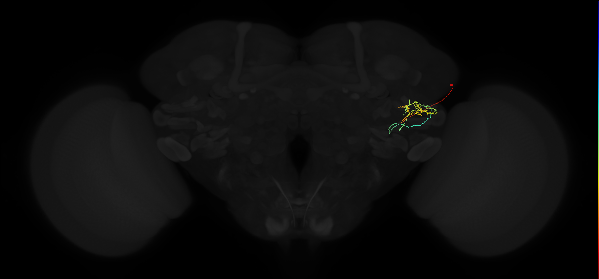adult anterior ventrolateral protocerebrum neuron 469