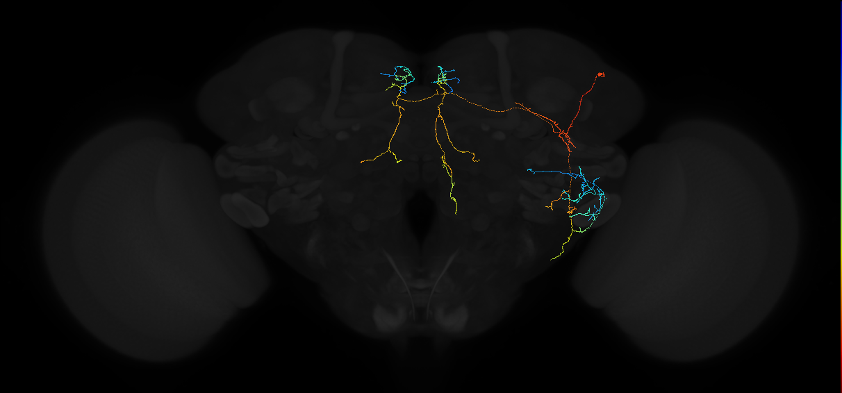 adult anterior ventrolateral protocerebrum neuron 470