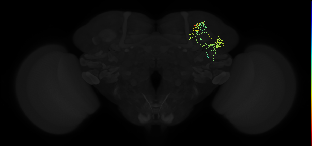 adult anterior ventrolateral protocerebrum neuron 471