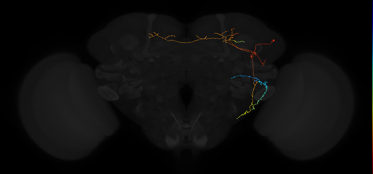 adult anterior ventrolateral protocerebrum neuron 472