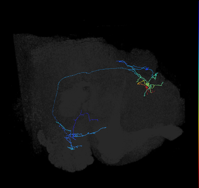 AVLP472_R (FlyEM-HB:5813013091)
