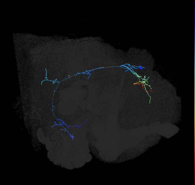 AVLP472_R (FlyEM-HB:5813077950)