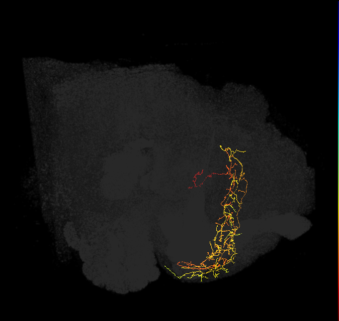 adult anterior ventrolateral protocerebrum neuron 473