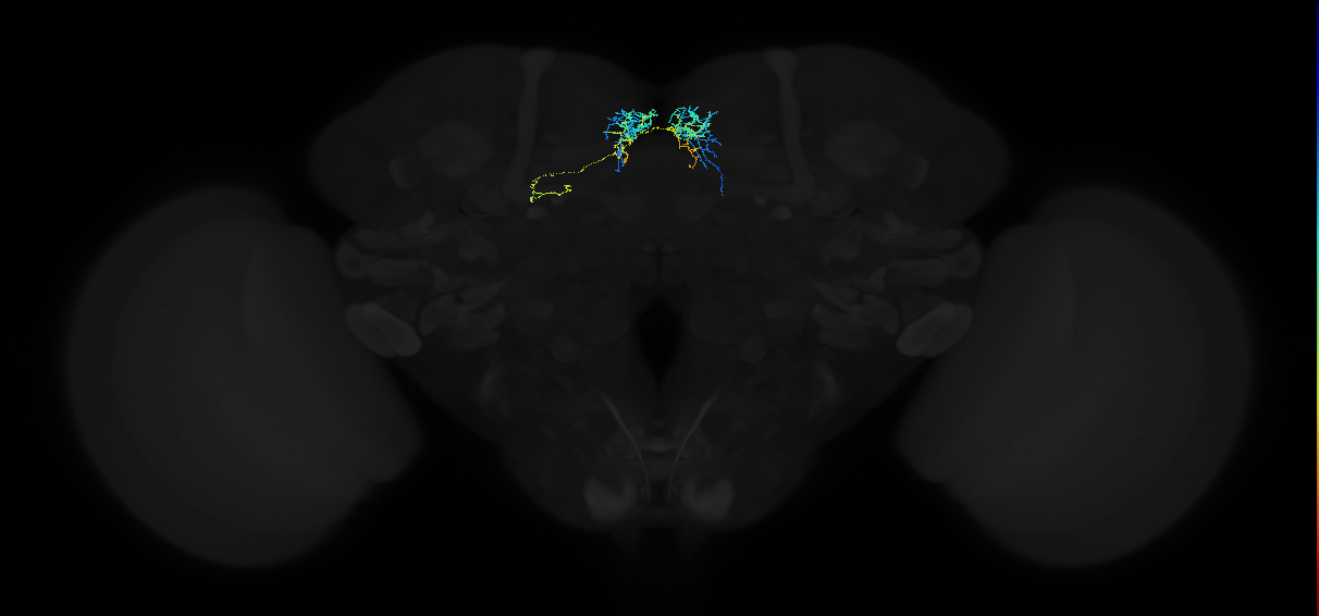 adult anterior ventrolateral protocerebrum neuron 473