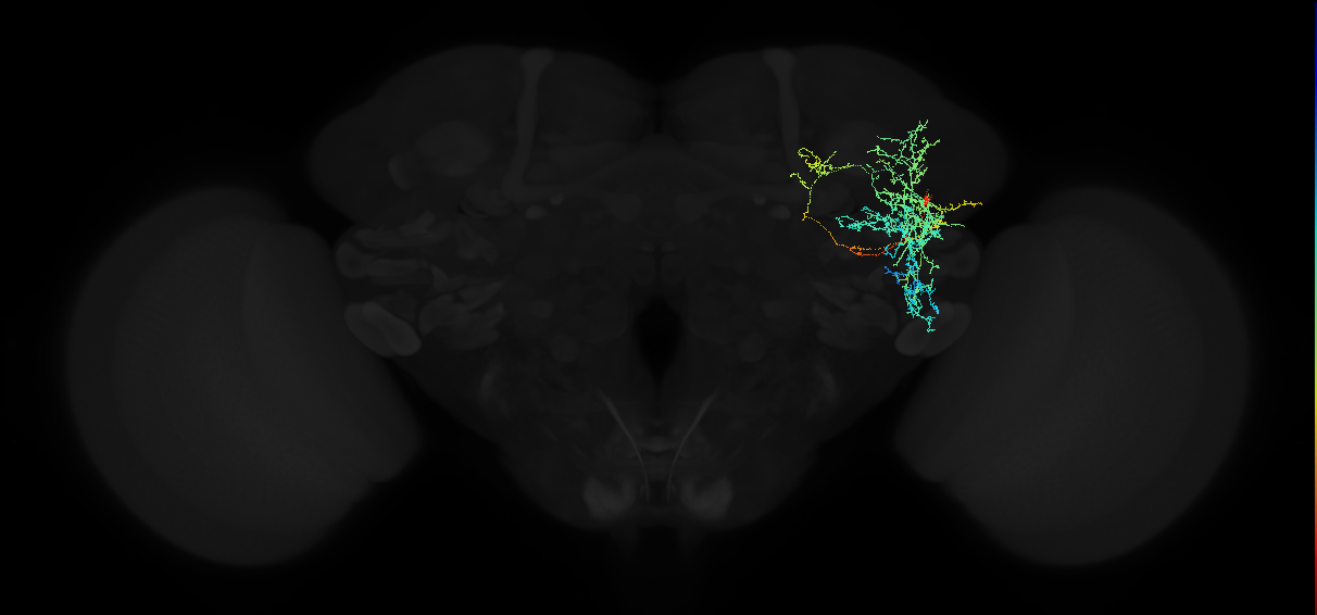 adult anterior ventrolateral protocerebrum neuron 474