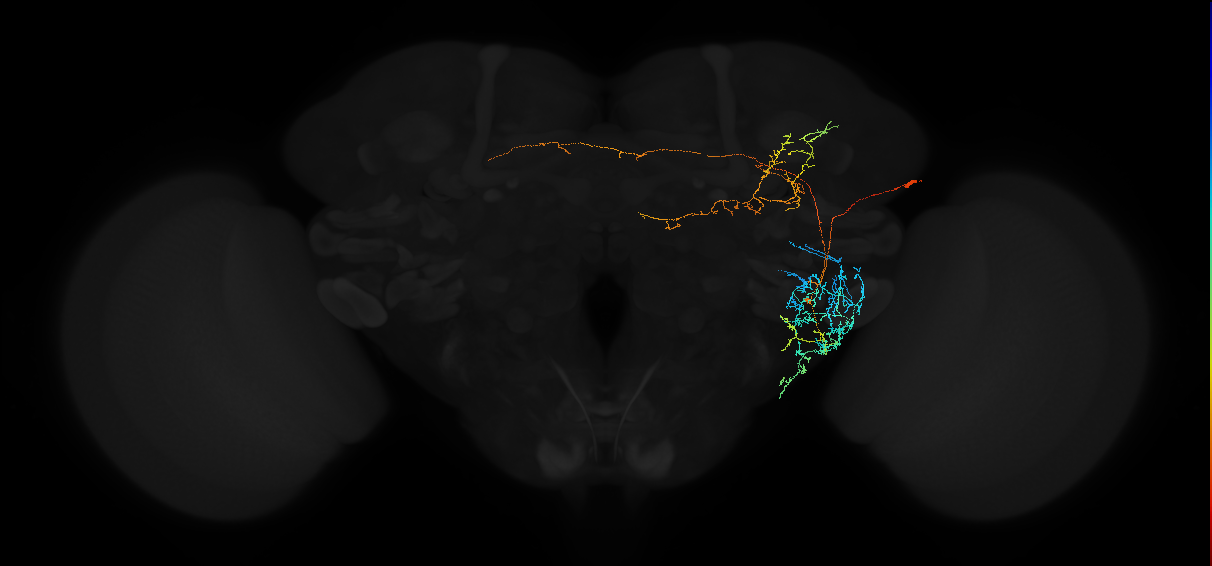 adult anterior ventrolateral protocerebrum neuron 475