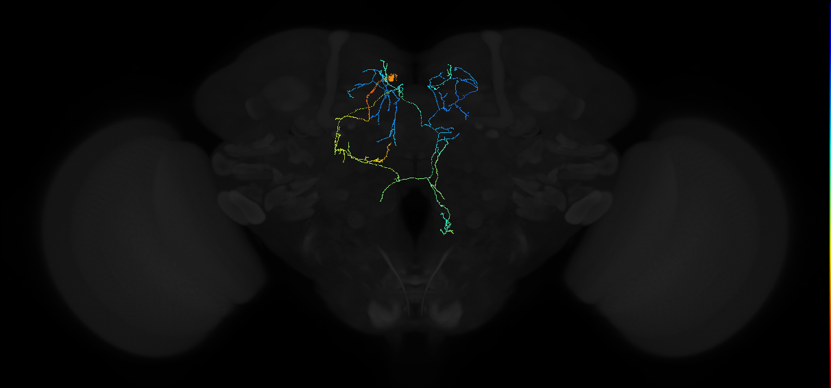 adult anterior ventrolateral protocerebrum neuron 477