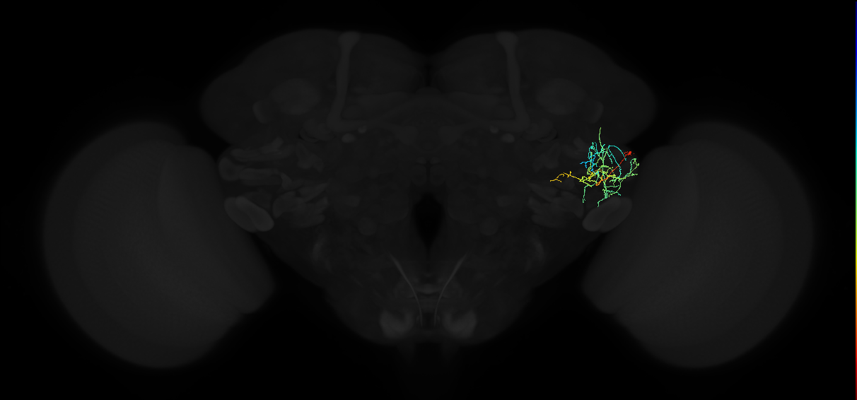 adult anterior ventrolateral protocerebrum neuron 480