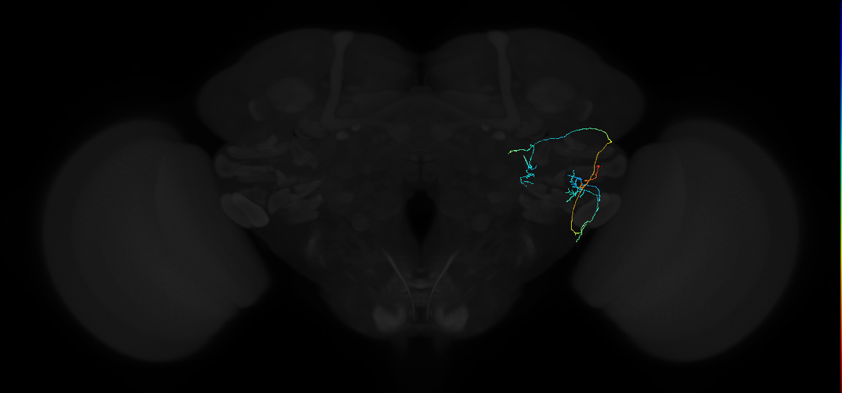 adult anterior ventrolateral protocerebrum neuron 481