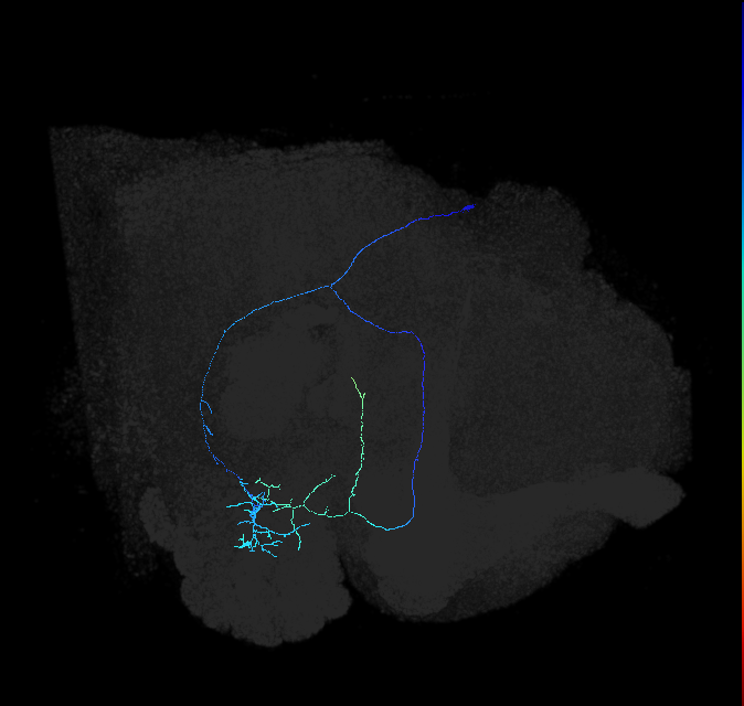 adult anterior ventrolateral protocerebrum neuron 481