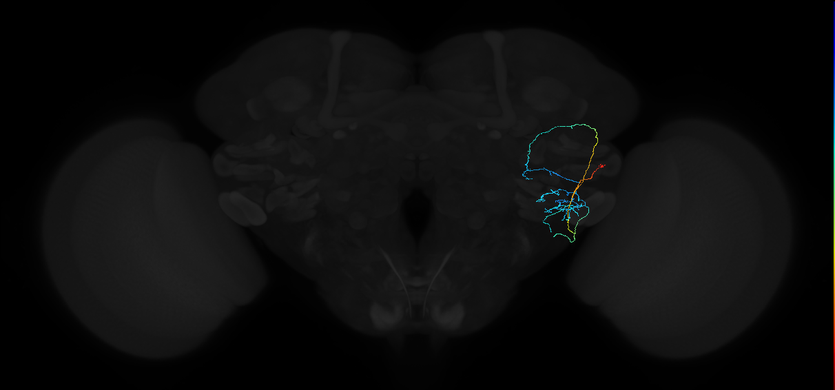 adult anterior ventrolateral protocerebrum neuron 482
