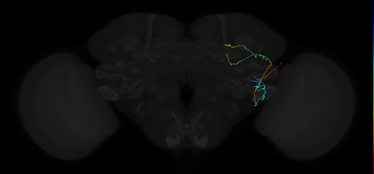 adult anterior ventrolateral protocerebrum neuron 483