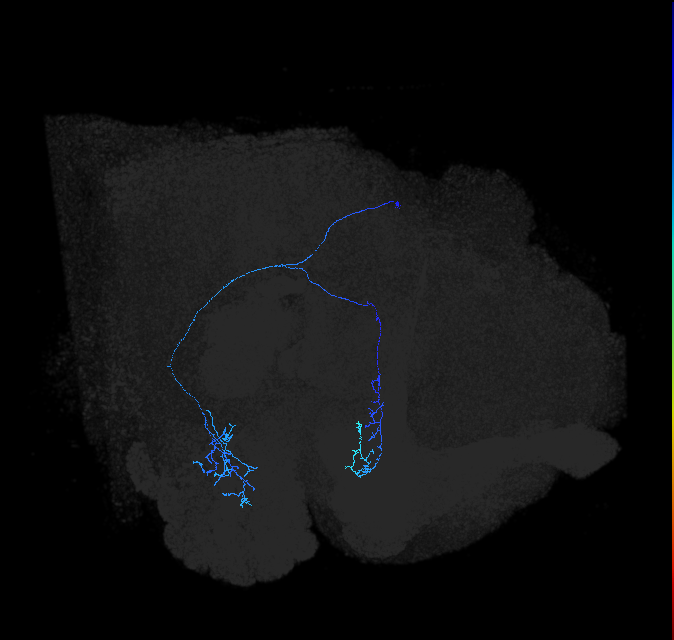 adult anterior ventrolateral protocerebrum neuron 484