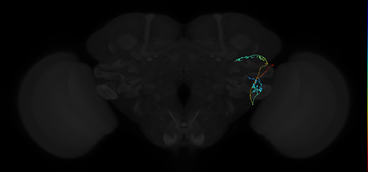 adult anterior ventrolateral protocerebrum neuron 484