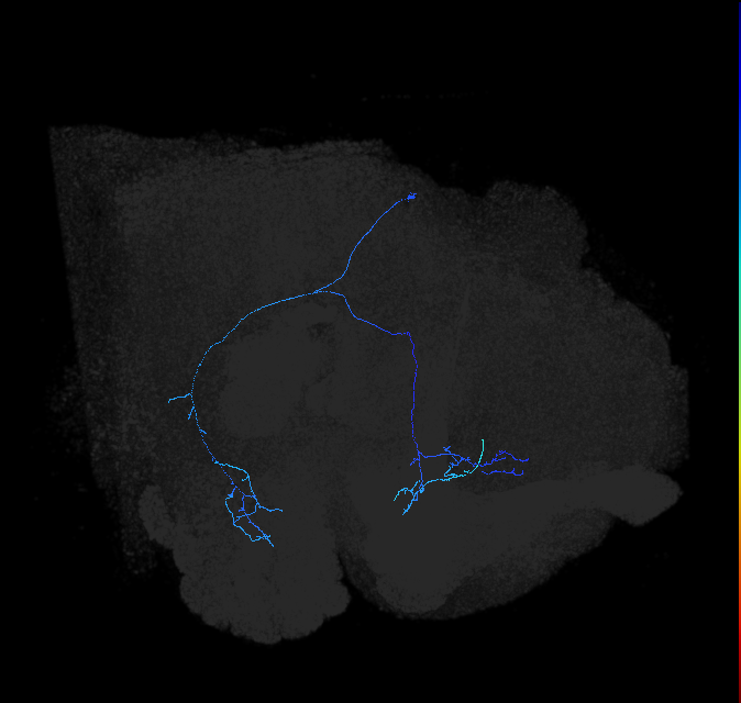 adult anterior ventrolateral protocerebrum neuron 485